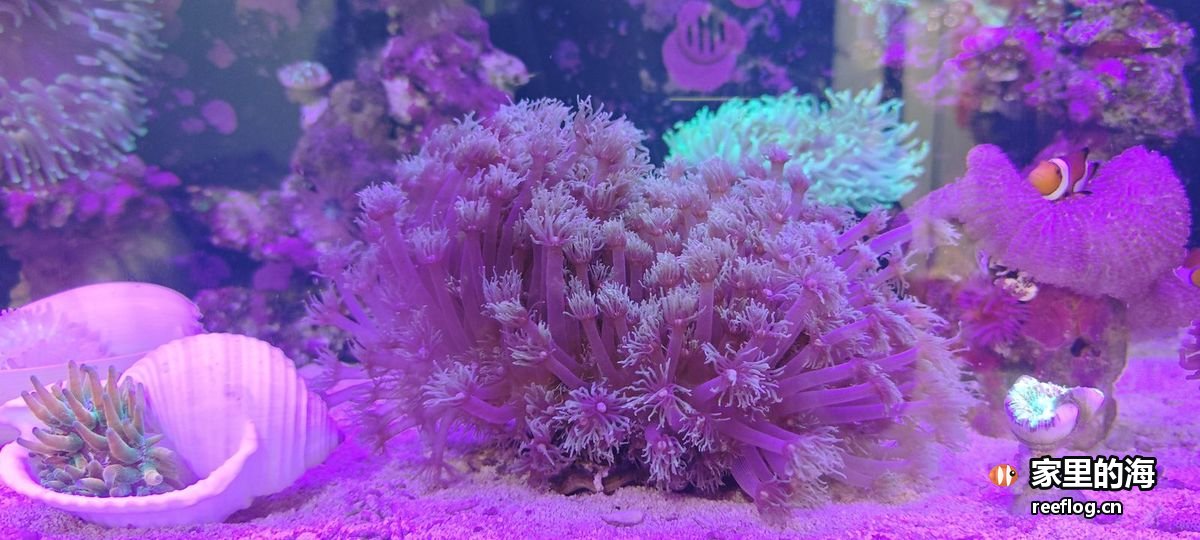紫粉灯光下的整缸珊瑚群，白沙上摆着白色贝壳和珊瑚断枝