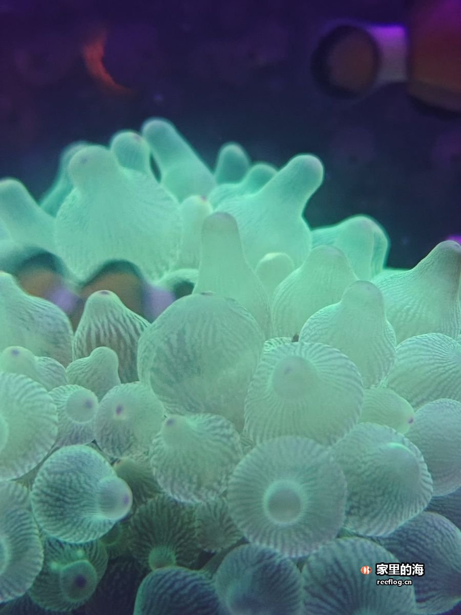 青绿色气泡珊瑚特写，气泡表面泛着细密纹理