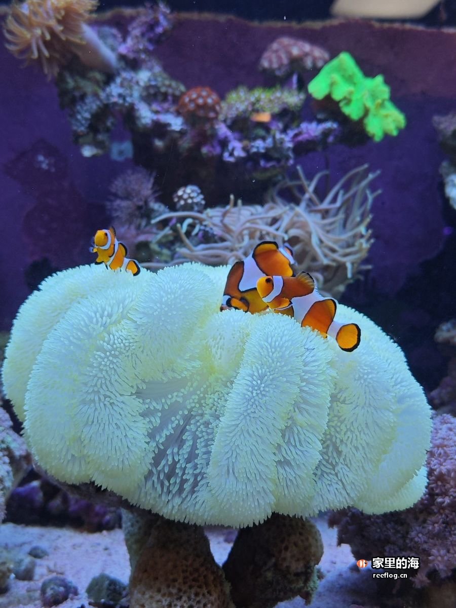 奶白色海葵上停着三条橙白小丑鱼，背景是紫色礁石与绿色荧光珊瑚