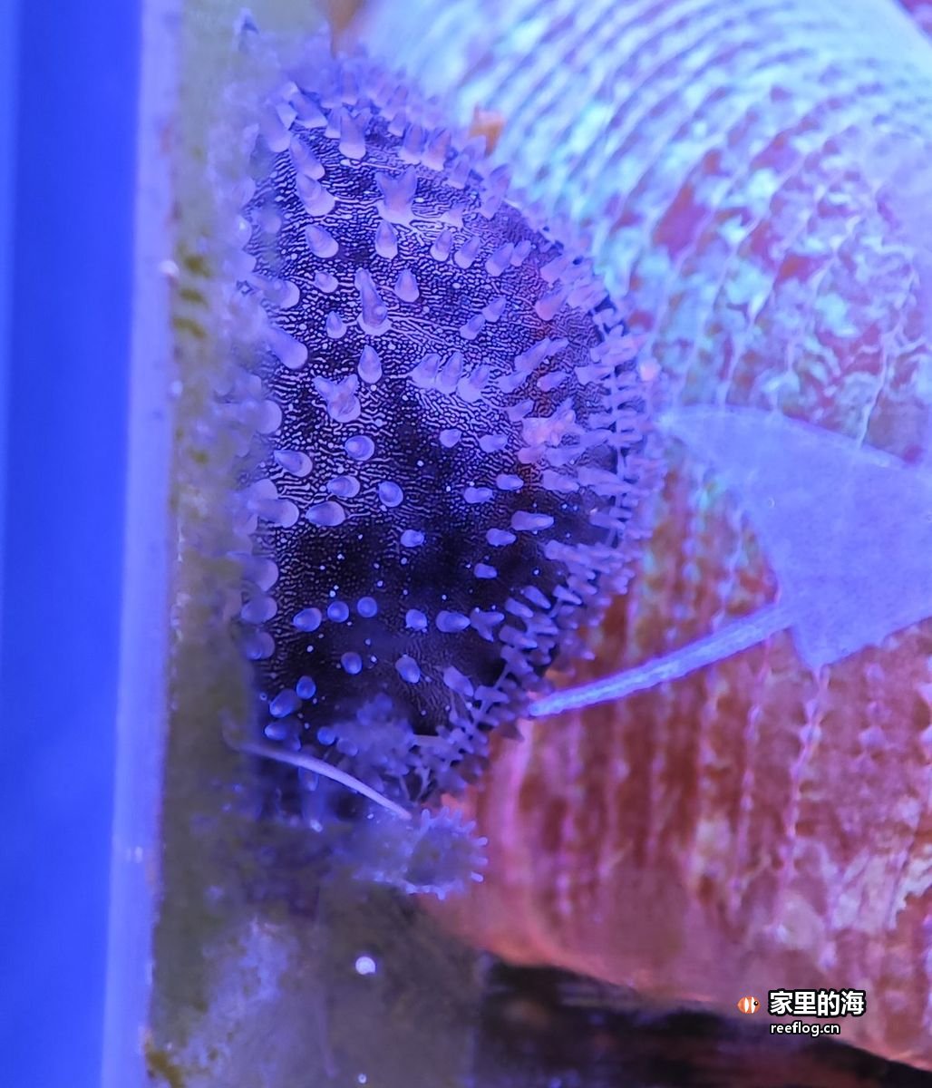 石面上鲜亮的珊瑚，稳定水质里长的颜色才这么正