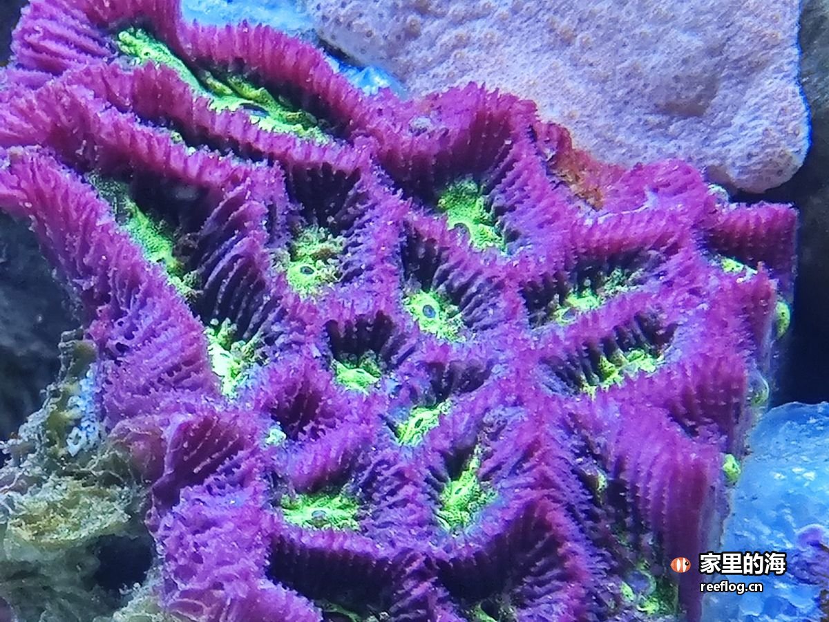 紫红色脑珊瑚与绿色水螅体交织的特写