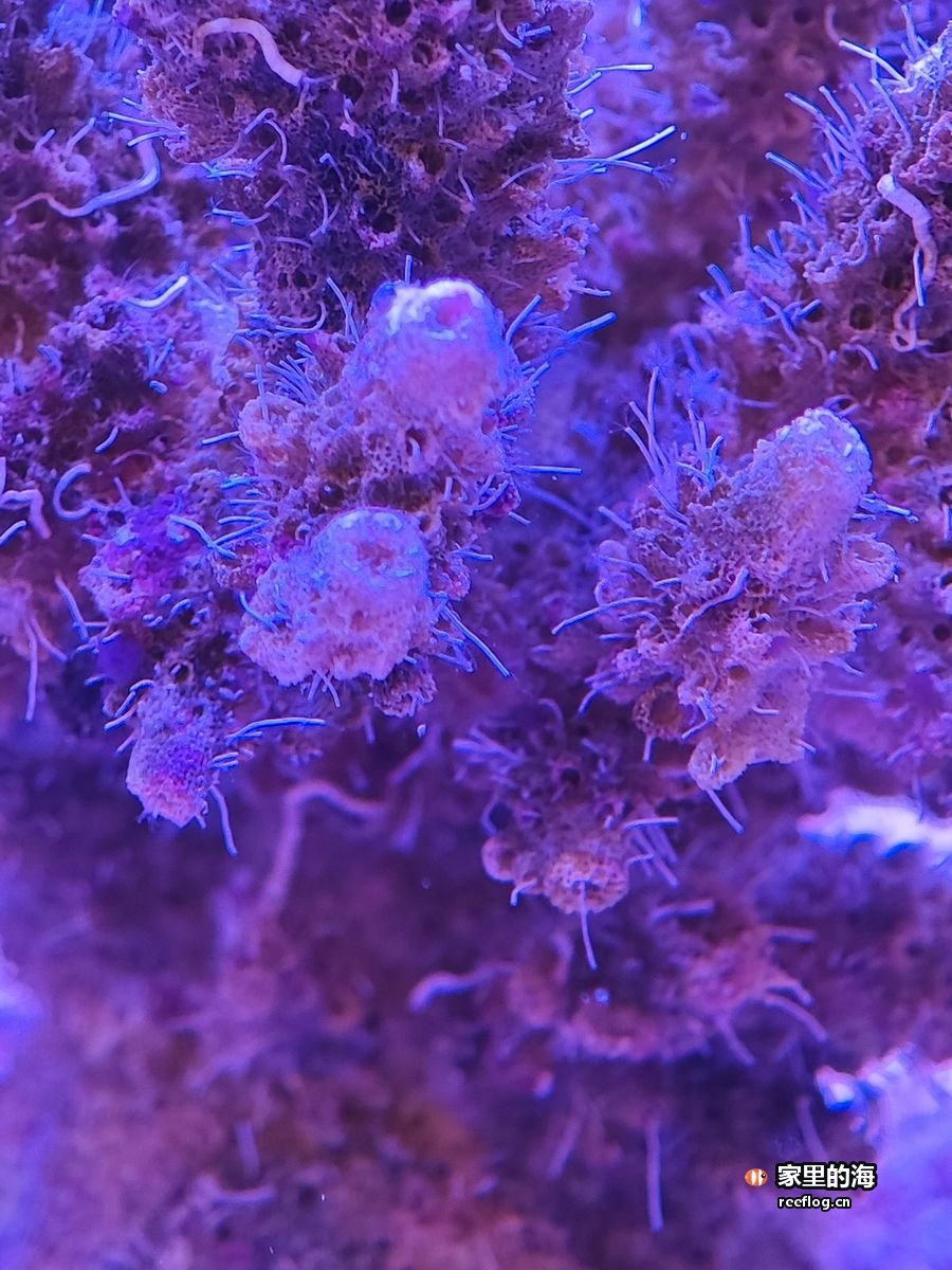 蓝光下的一株洋红色硬珊瑚
