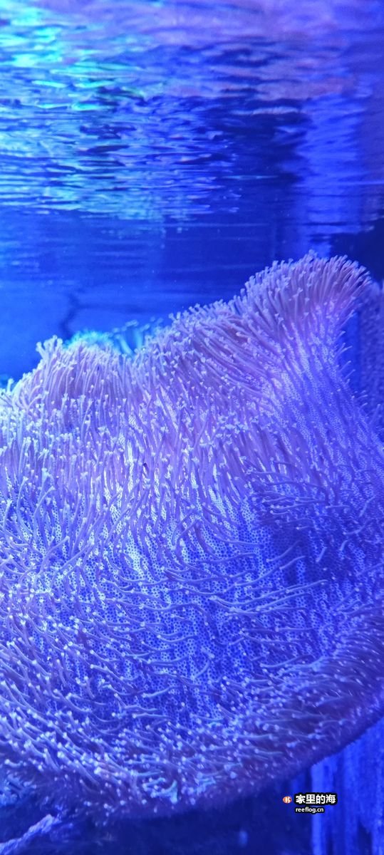 海葵完全展开实拍