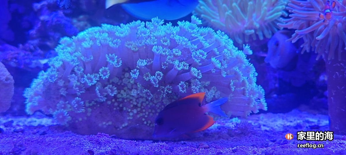 蓝灯下的珊瑚缸，一大丛奶嘴海葵铺在沙面上，前面一条橙红色火焰仙游过，右上有小丑鱼停在海葵旁