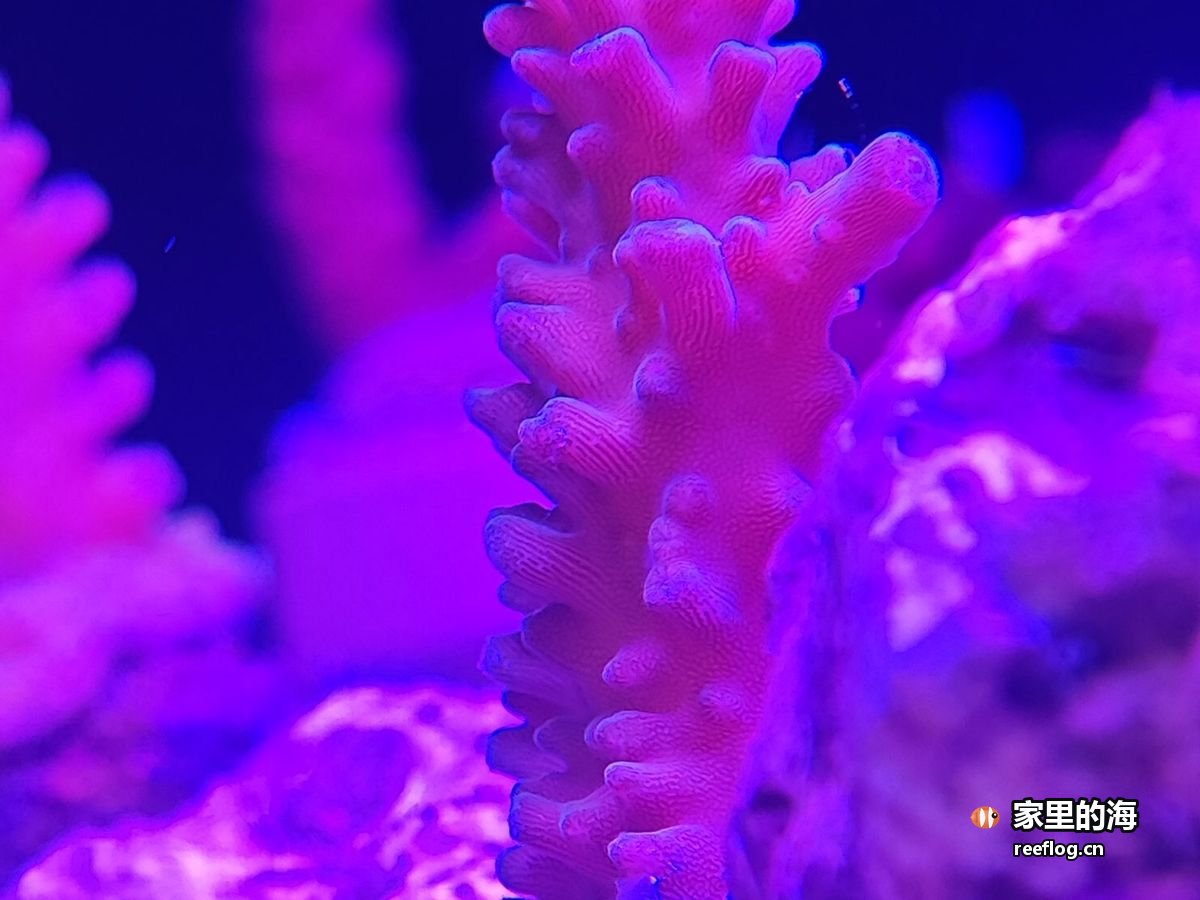 洋红色硬珊瑚特写