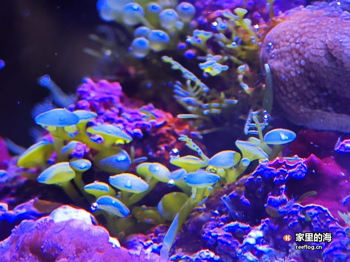 蓝紫色灯光下的菇类珊瑚群，蓝点小伞与黄绿色水螅体交错