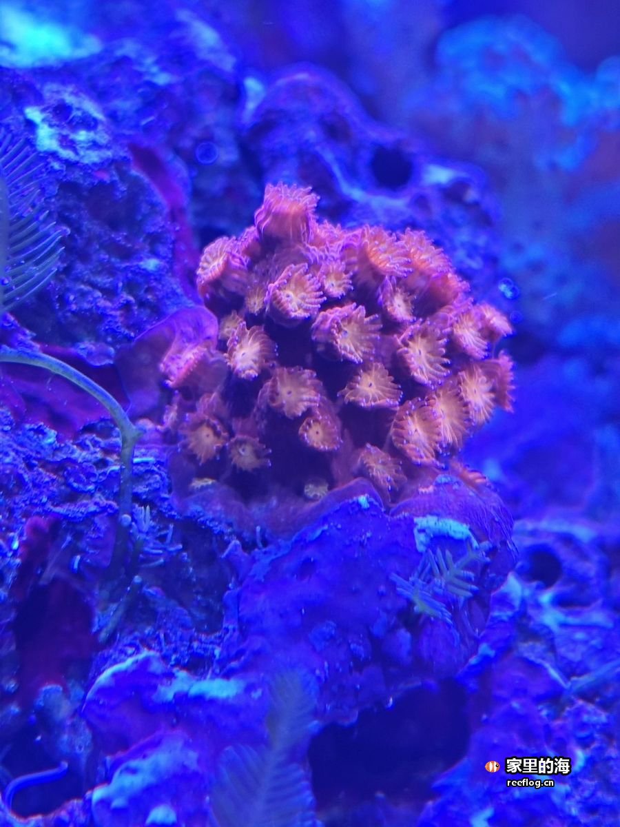 蓝光下一簇金橙色纽扣珊瑚，长在活石上