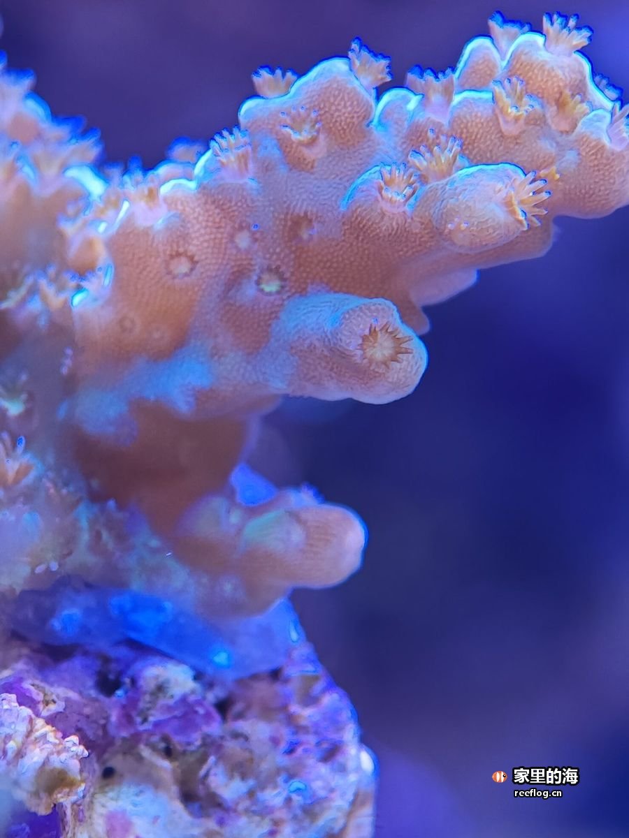 蓝光下一株粉橙色分枝硬珊瑚