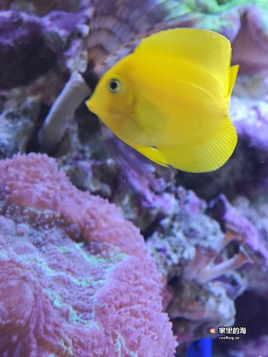 蓝景里一条黄色小鱼与橙色珊瑚