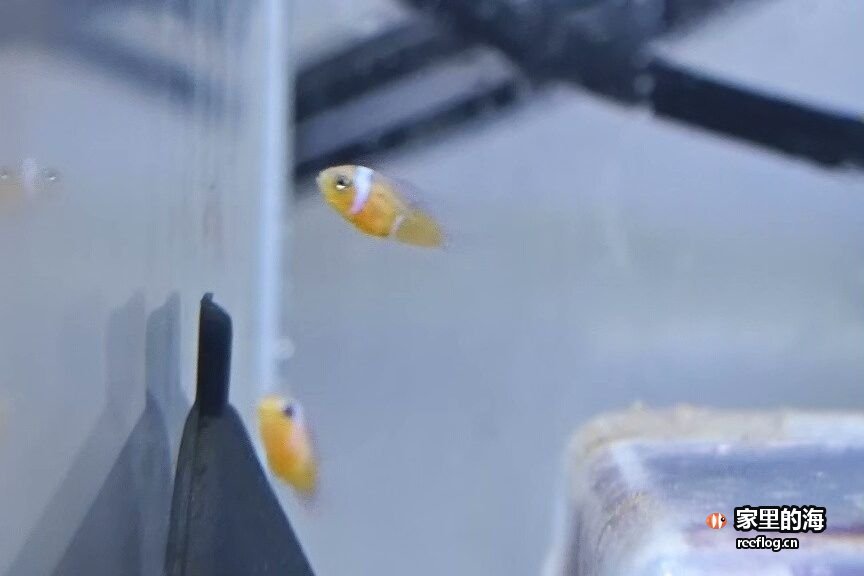 米白灰色调的海缸实拍，由竖图裁切出重点区域转为横构图