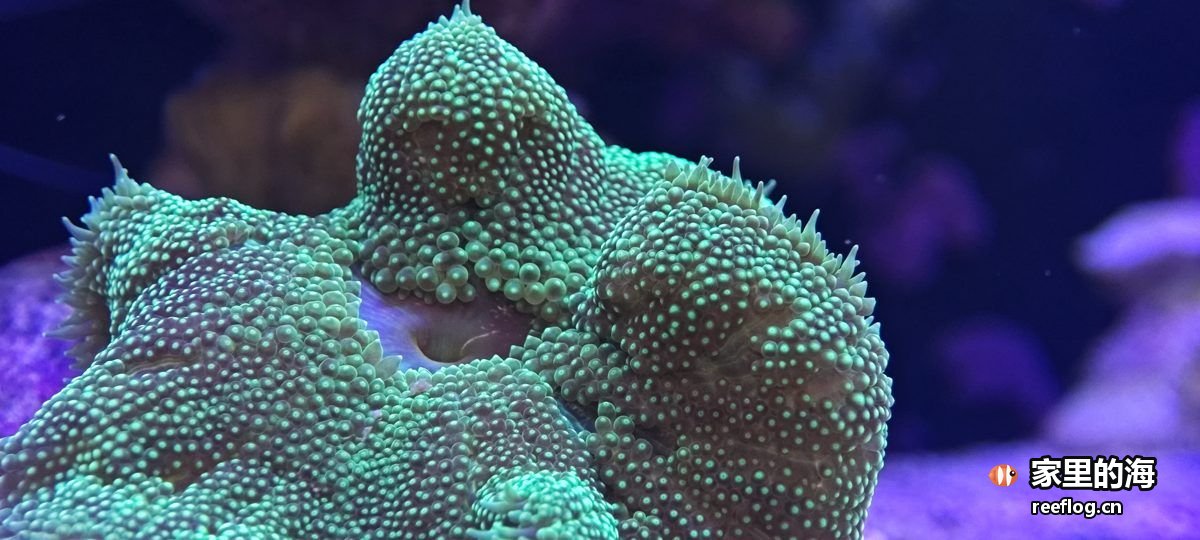 蓝紫色调的海缸实拍，横构图