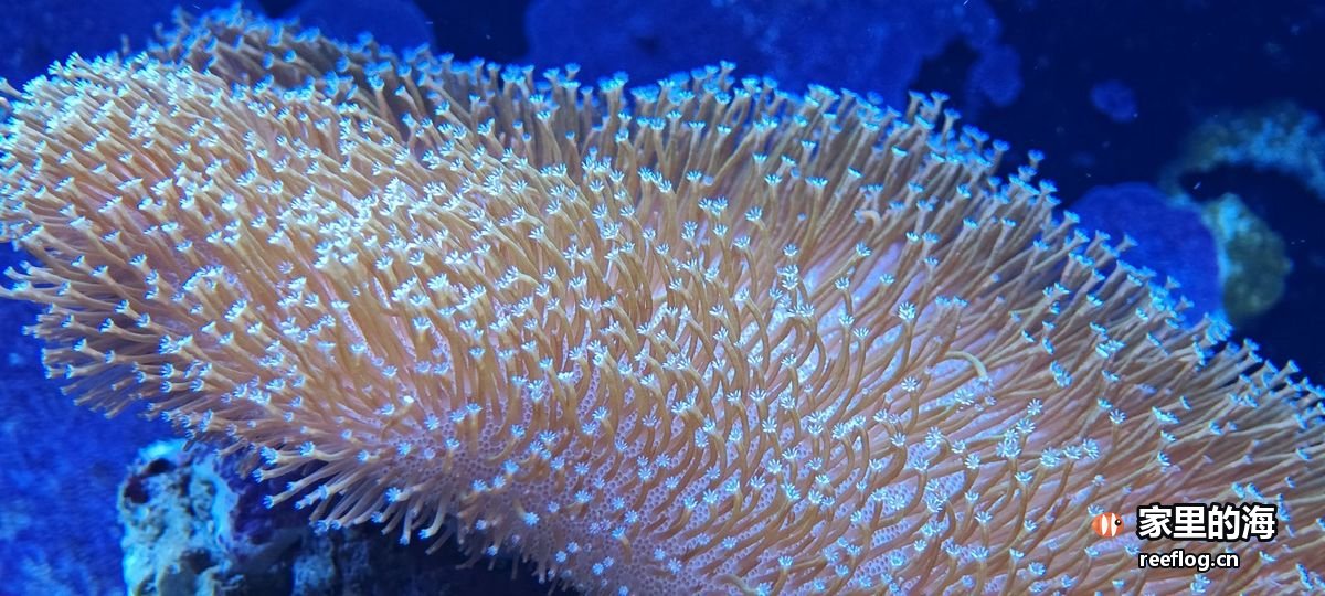 蓝紫色调的海缸实拍，横构图