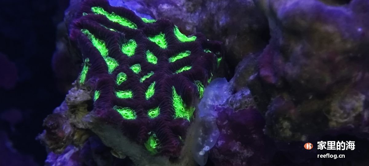 洋红粉色调的海缸实拍,横构图