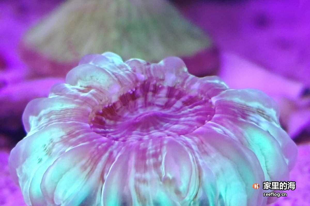 洋红粉色调的海缸实拍，由竖图裁切出重点区域转为横构图