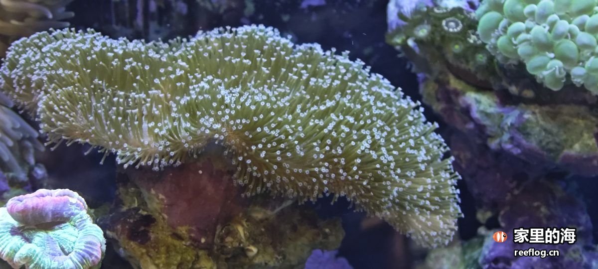 蓝紫色调的海缸实拍，横构图