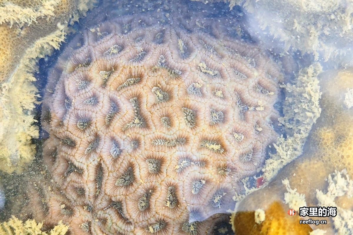 橙红黄色调的海缸实拍，由竖图裁切出重点区域转为横构图