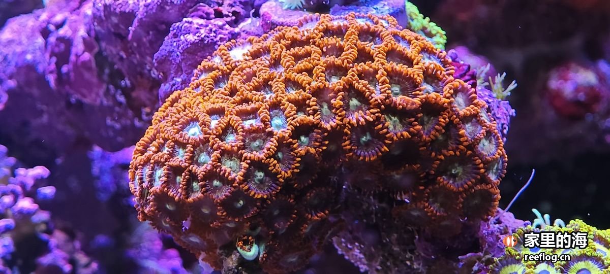 多色色调的海缸实拍，横构图
