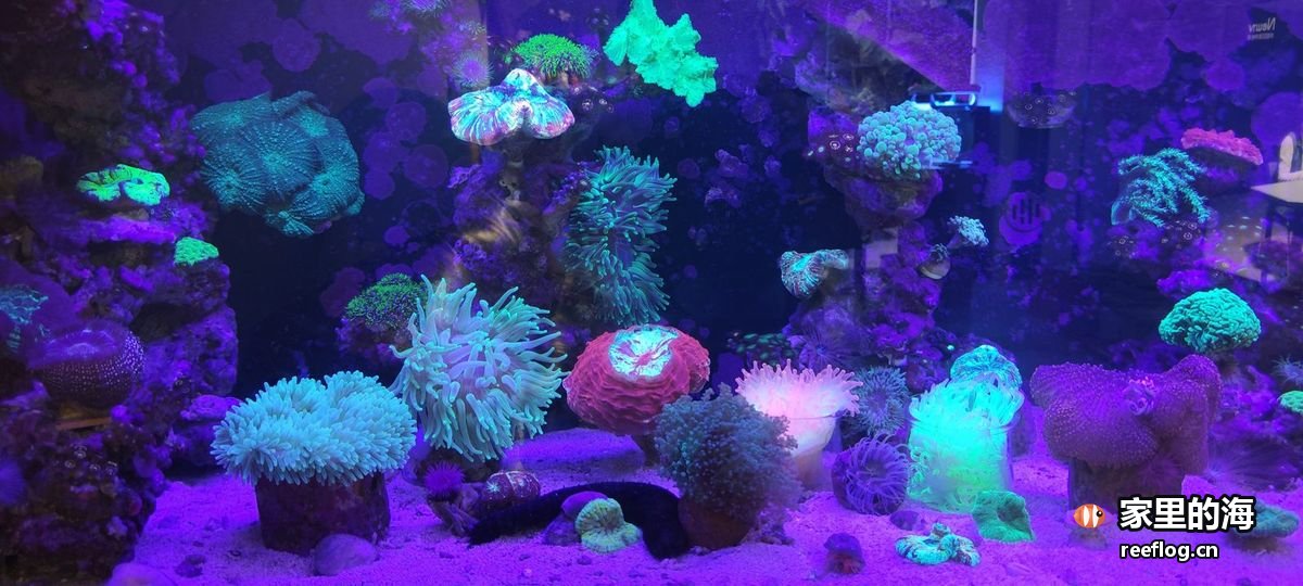 洋红粉色调的海缸实拍，横构图