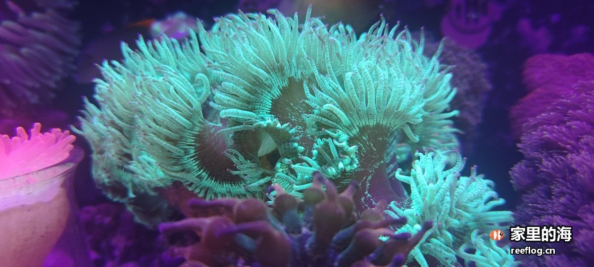 多色色调的海缸实拍，横构图