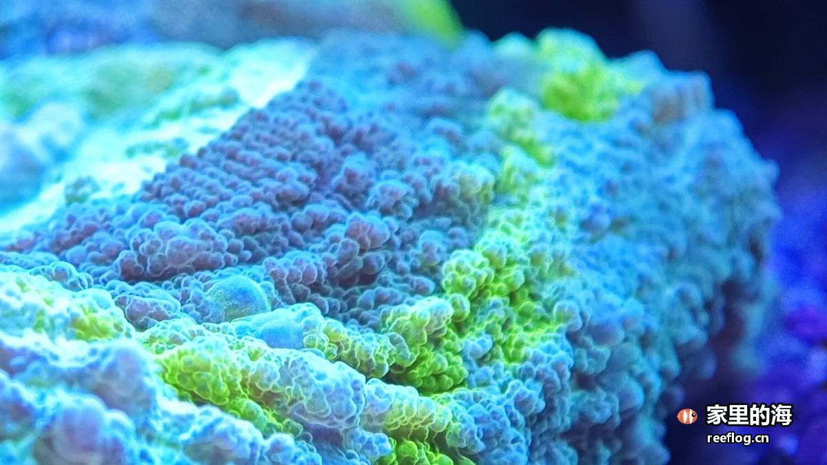 海葵重新安家实拍