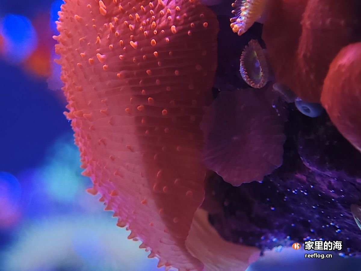 橙色珊瑚的饱满状态实拍