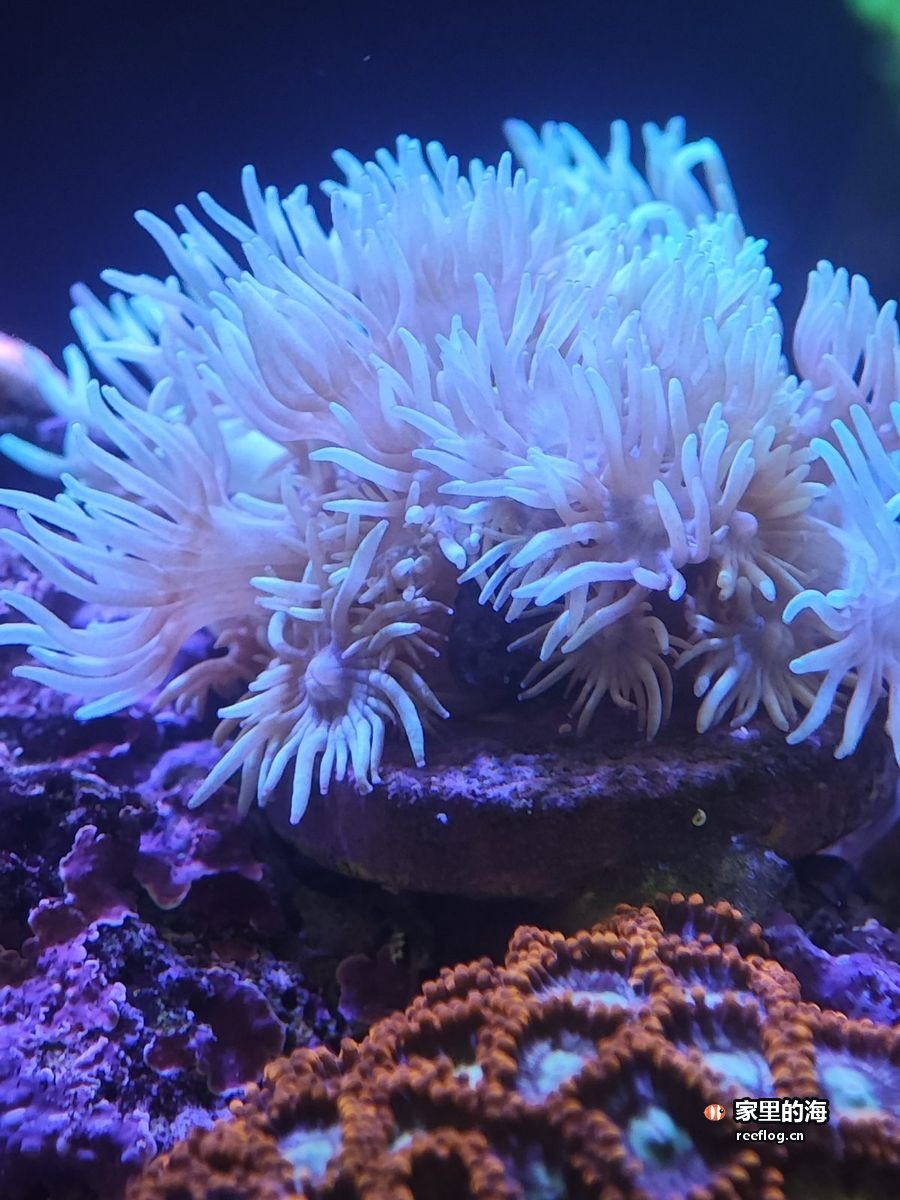 白色海葵长须舒展，稳定系统里的状态记录