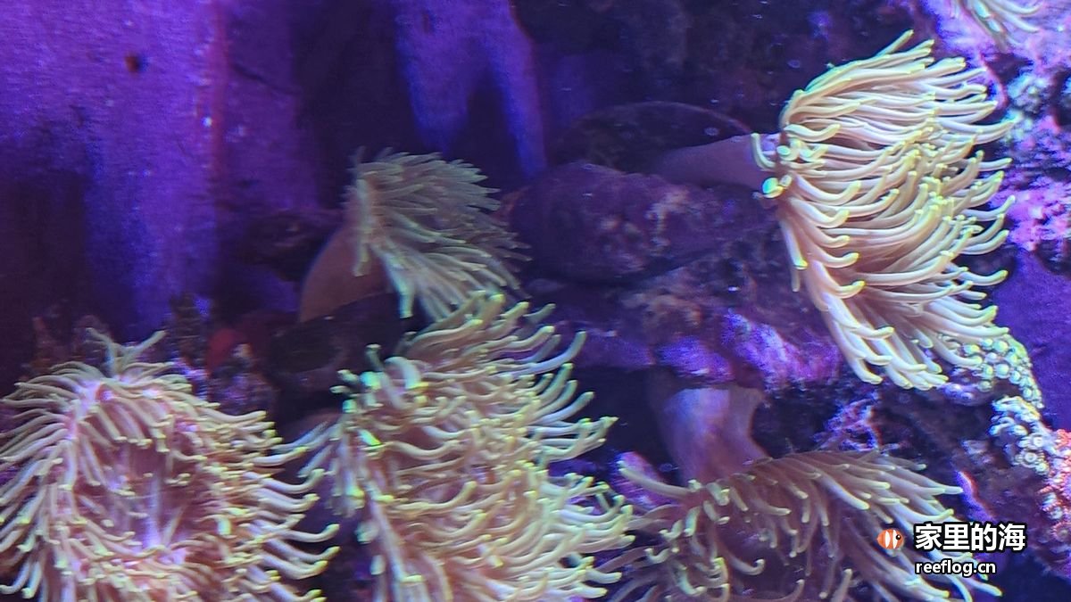 石上珊瑚群落实拍