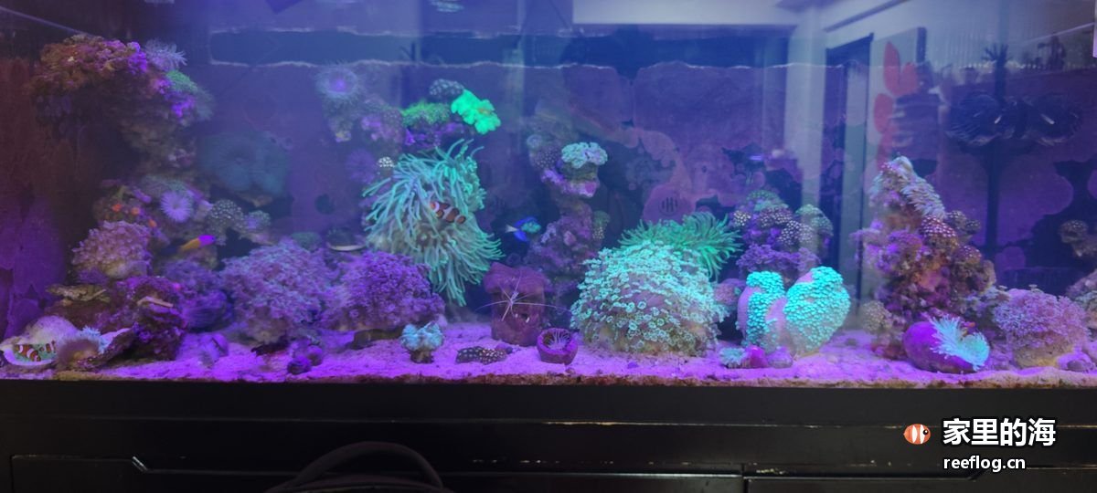 灯光下的混养珊瑚缸全景，沙面上散布着多个软珊瑚与海葵，水层里能看到游动的小鱼
