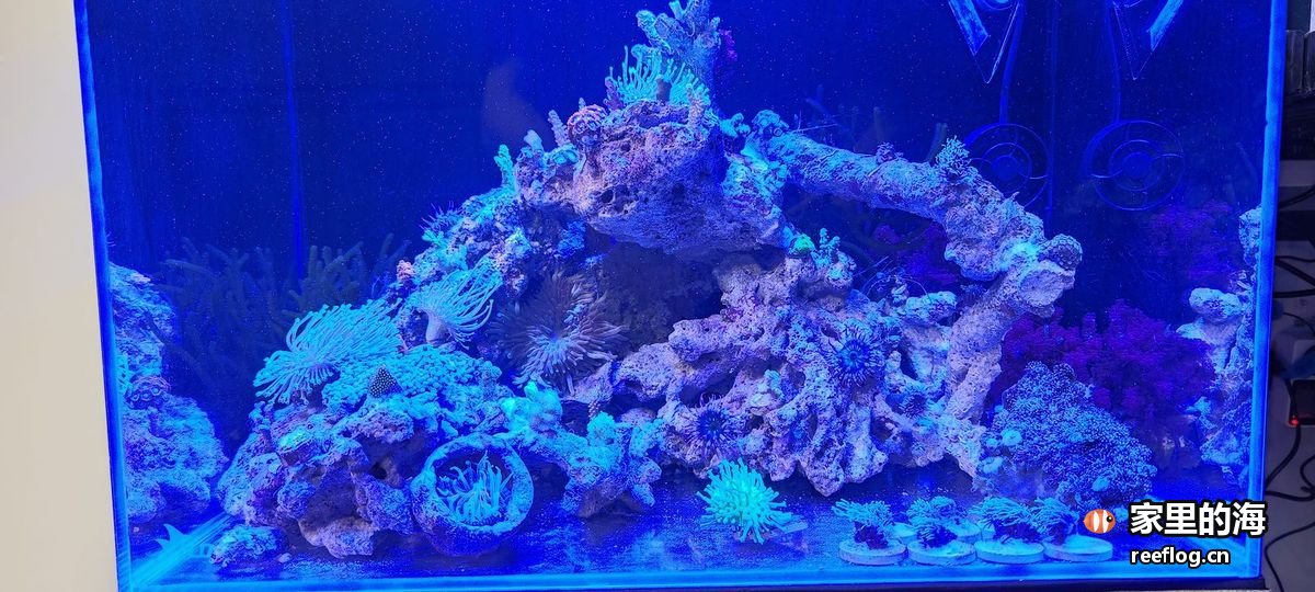 蓝光下的海缸全景，活石与珊瑚集中在下半部，上方留出大片澄澈的水层