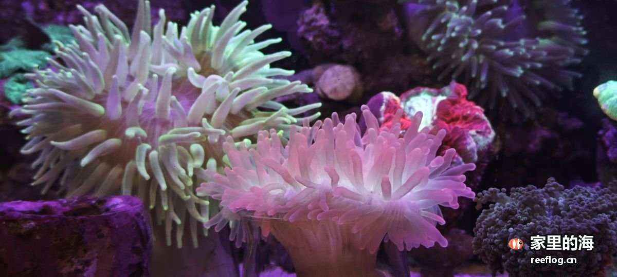 绿色须状海葵与粉红色海葵并排