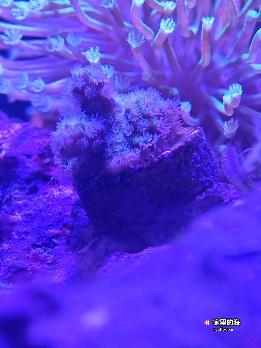 蓝光下一丛紫蓝色海葵，细长的触手舒展开来