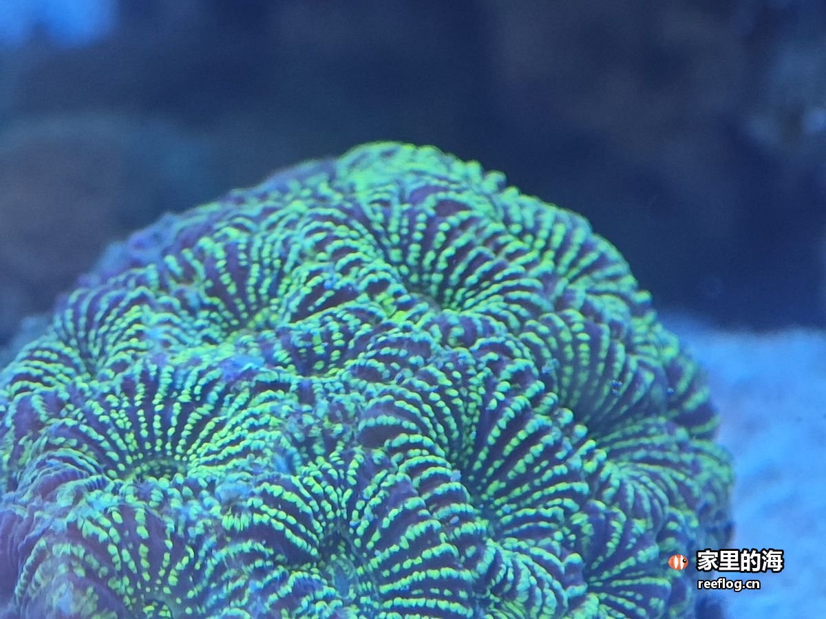 深蓝灯光下的绿紫色脑珊瑚特写