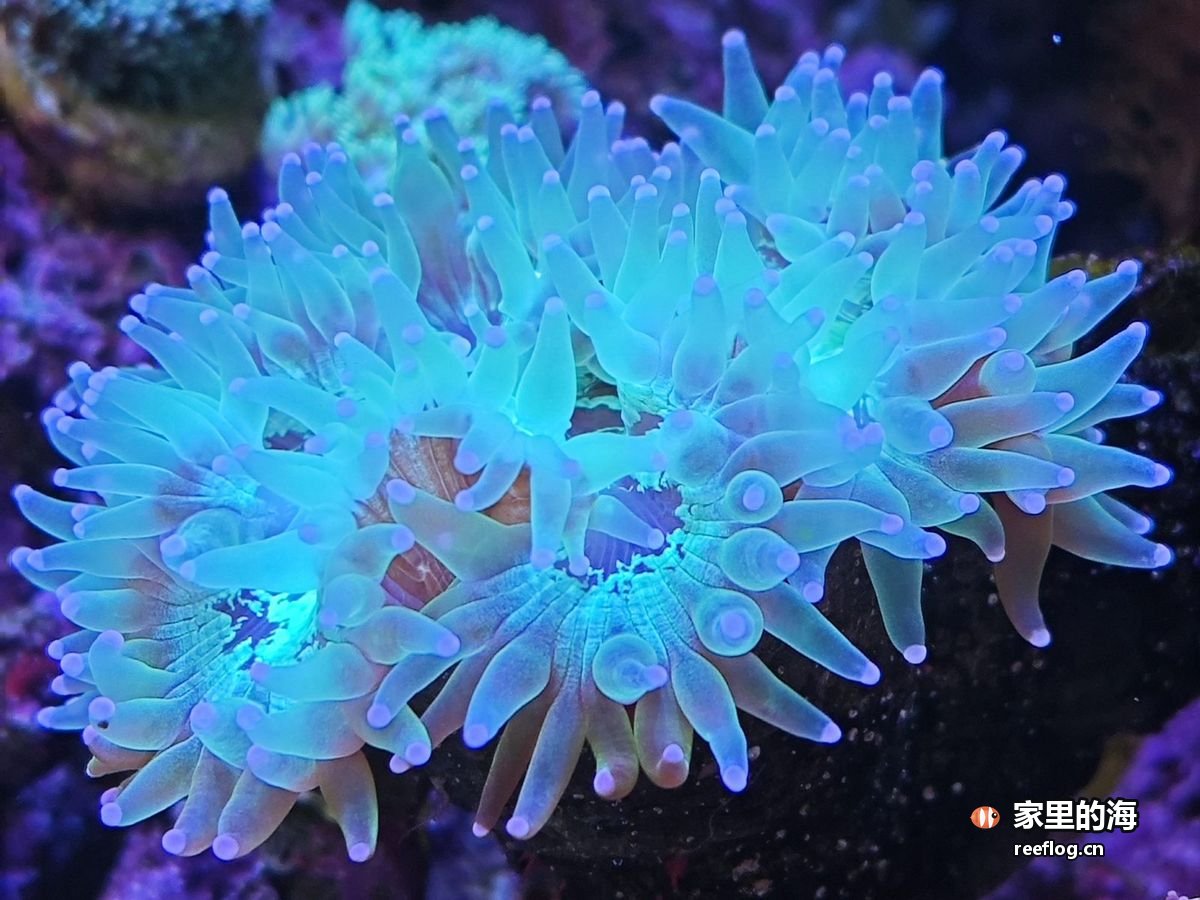 蓝灯下一块活石上两丛蓝色长触手珊瑚盛开的近景，石面呈深色礁岩质感