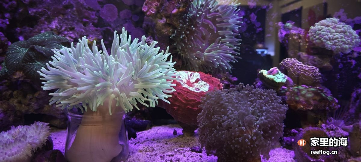 蓝紫灯下的珊瑚缸正面：左侧一大丛奶白色长触手海葵，中间一团深红色珊瑚，右侧紫褐色纽扣状珊瑚成片铺开