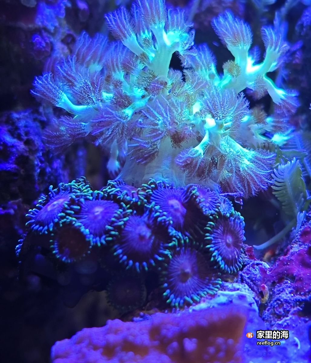 小丑鱼在海葵间，活石搭出的洞穴就是它家