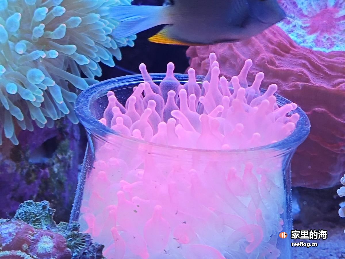 玻璃杯里的粉色海葵，一条黄尾小鱼贴在杯口游过