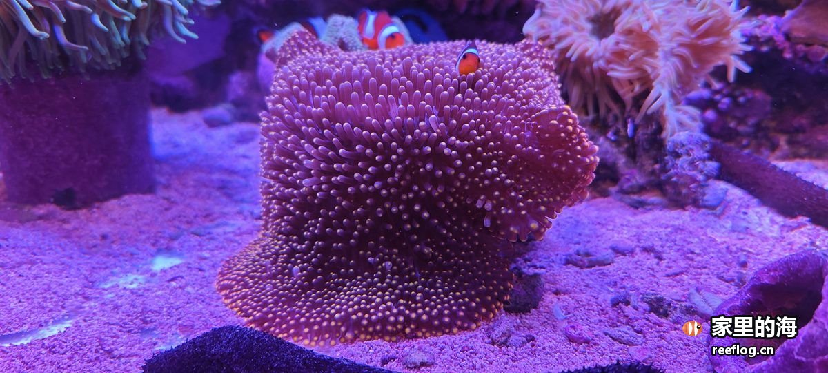 海葵与小丑鱼实拍