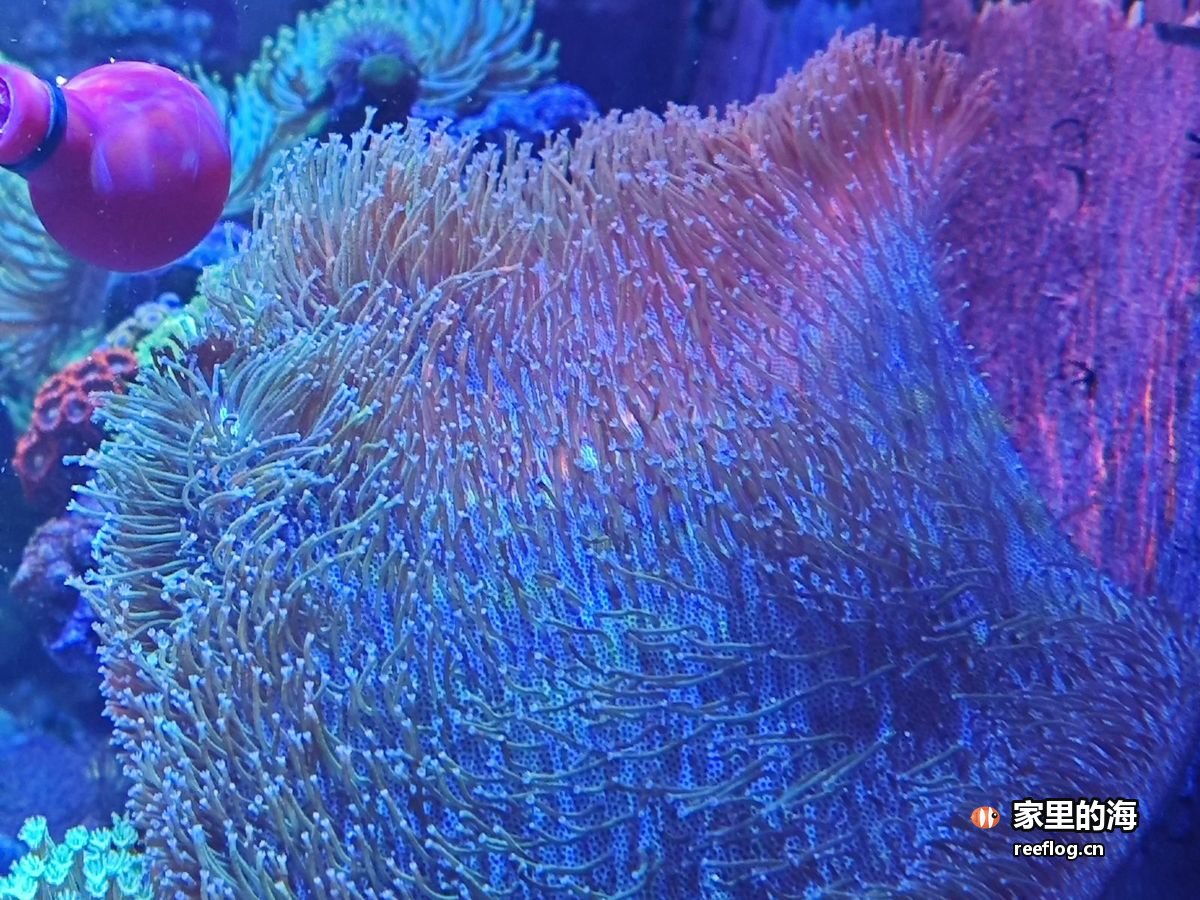 蓝光下舒展的海葵与珊瑚