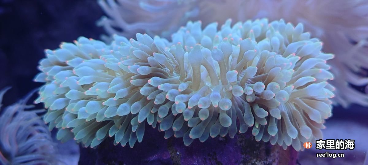 蓝灯下一丛淡薄荷绿色的珊瑚，密布细长触手、末端圆头带一点橙粉，长在深紫色礁石上