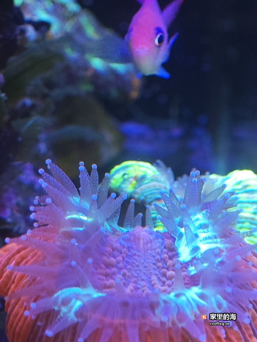 橙红色海葵与小鱼同框，稳态系统里的日常一瞥