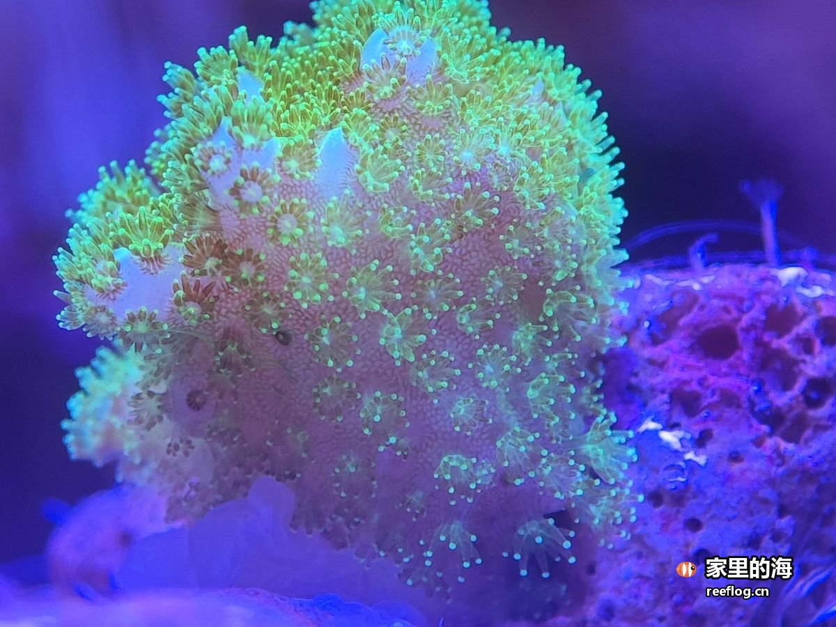 绿紫色软珊瑚特写，旁边一块紫色海绵状珊瑚
