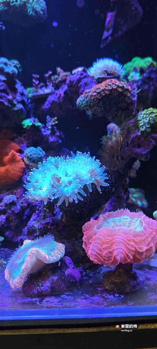 珊瑚群实拍