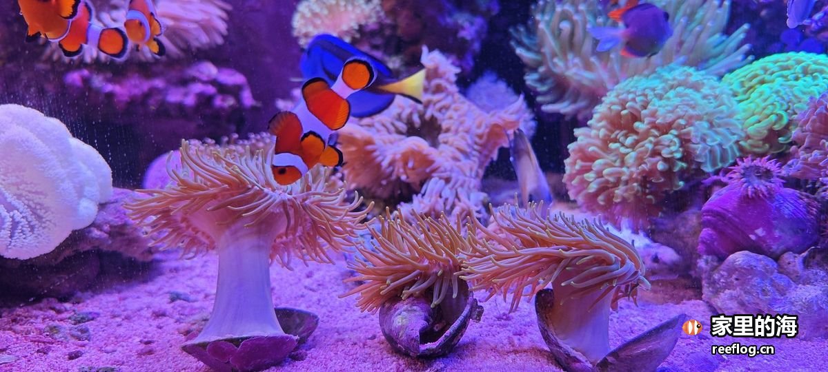 海葵群与小鱼在白沙底上