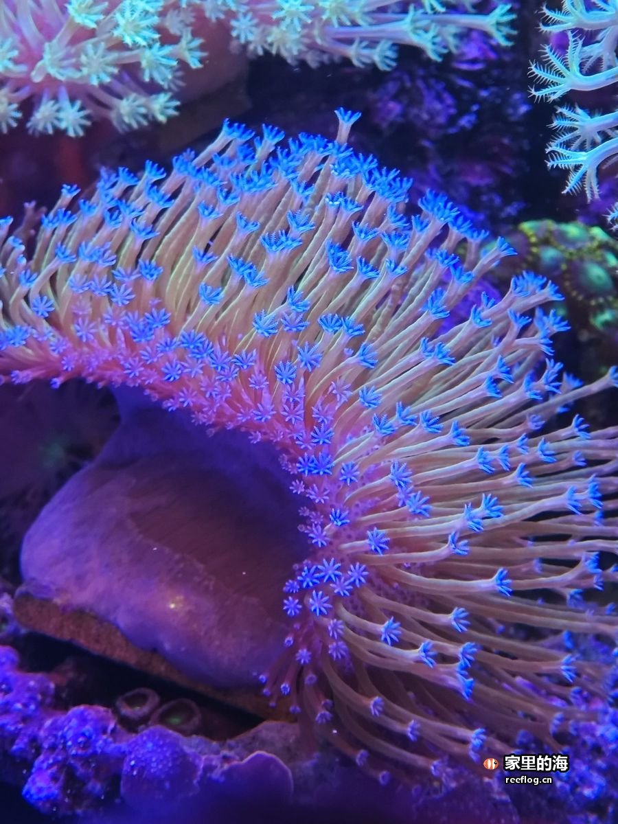 蓝光下舒展的海葵触手，稳态系统里生物状态好