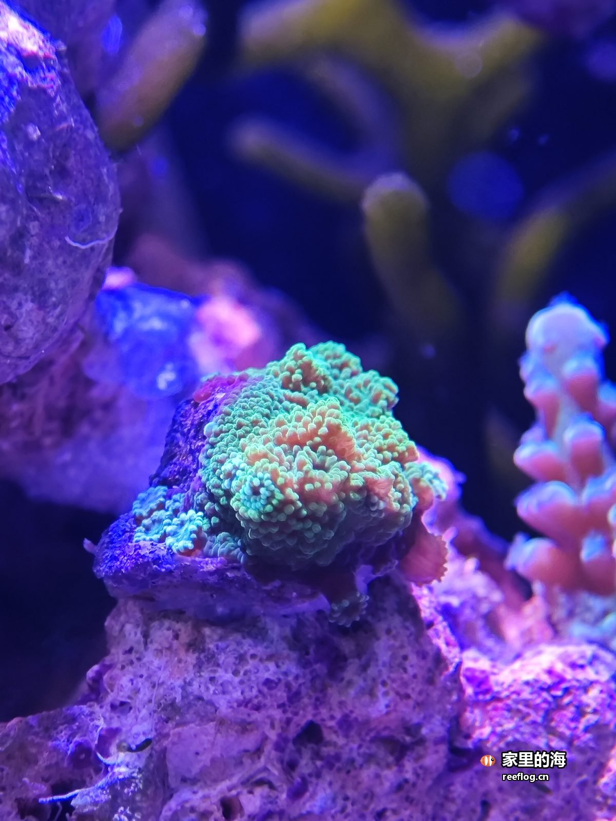 蓝灯下礁石上立着一株小珊瑚，外圈是青绿色、中间泛橙，表面一颗颗绒毛状的小触手都张开着，右侧和背后是虚化的粉白分枝珊瑚与灰白礁石