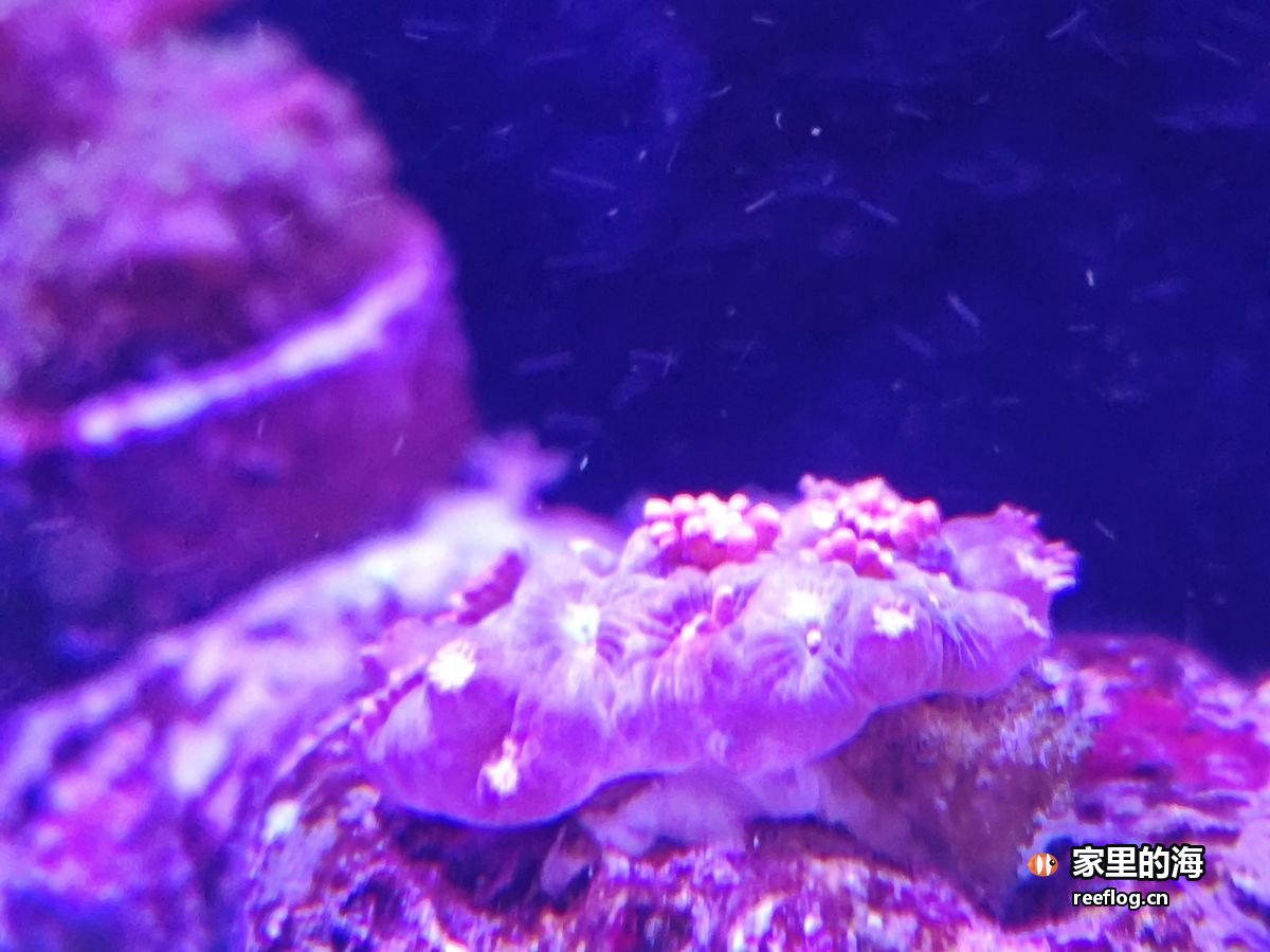 紫粉色珊瑚岩实拍