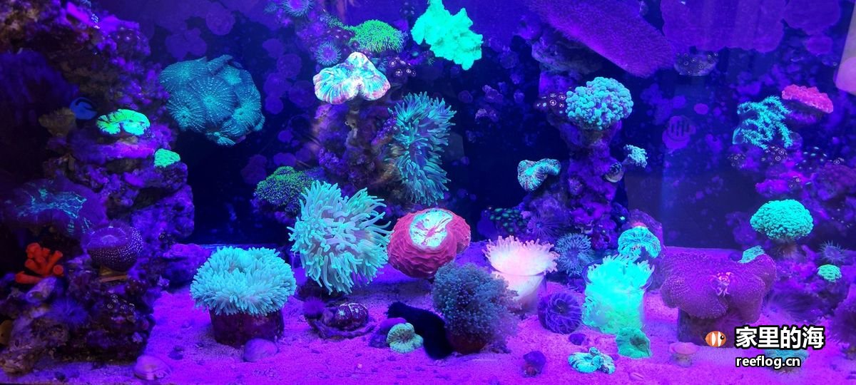 洋红粉色调的海缸实拍，横构图