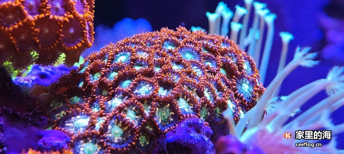 多色色调的海缸实拍，横构图