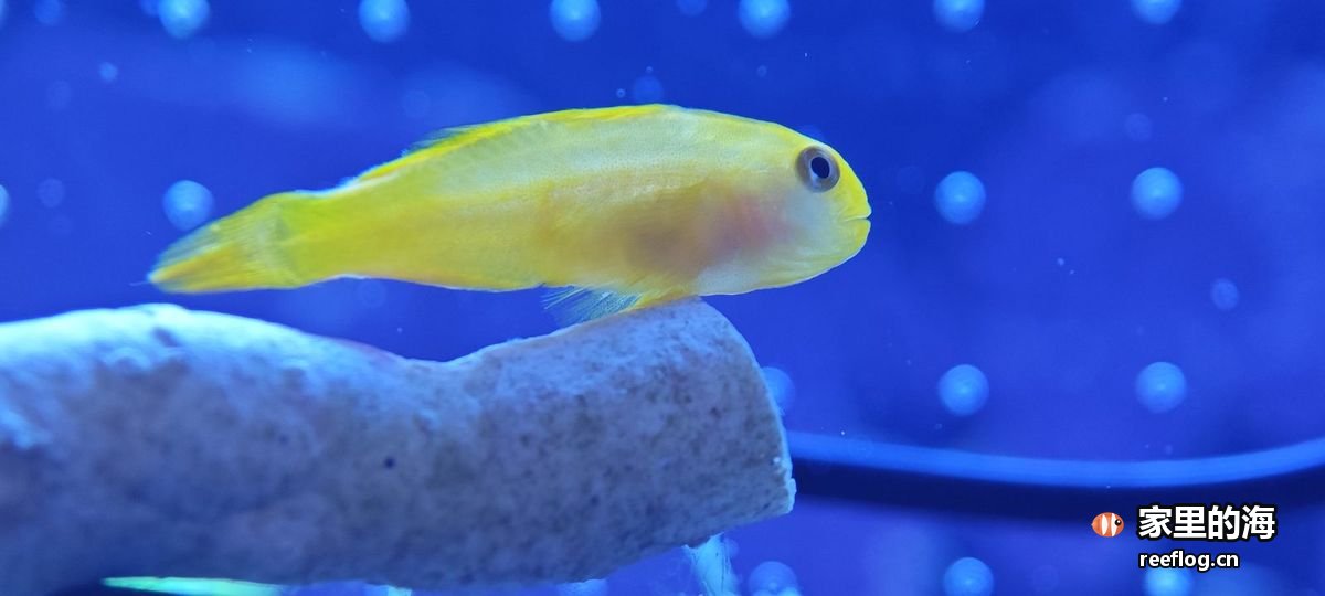 蓝紫色调的海缸实拍，横构图