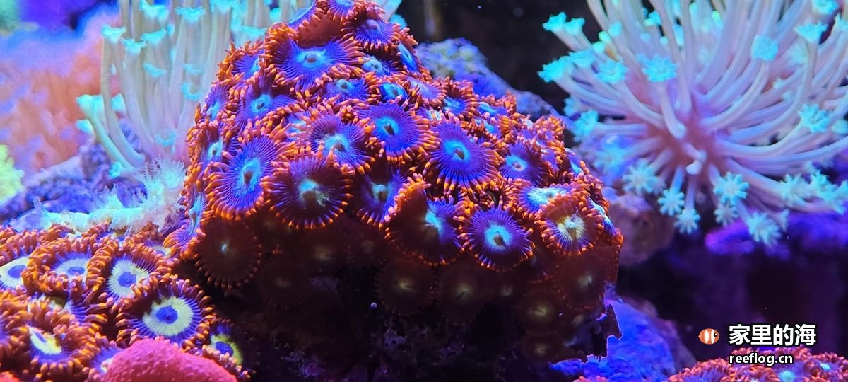 多色色调的海缸实拍，由竖图裁切出重点区域转为横构图